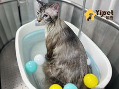 -翊宠yipet猫狗购宠庄园犬舍•猫舍