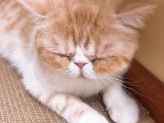 -猫和宫(六道口店)