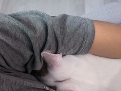 -艾吉宠物医院·疑难杂症转诊中心·猫友好(碧江路院)