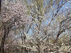 -桃花堤公园