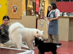 -和它·交个朋友·狗咖猫咖(爱琴海店)