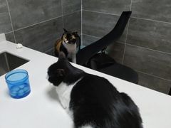 -美联众合宠物医院·爱萌分院·内外科·猫科中心