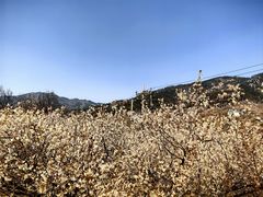 -崂山九水游览区