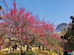 -杭州植物园
