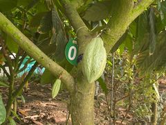 -歌斐颂巧克力小镇