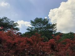 -广州市帽峰山景区