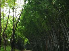 -玉树公园