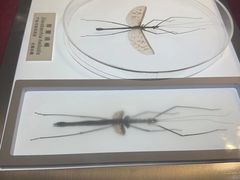 -上海昆虫博物馆