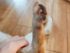 -柴犬高等学院·狗咖·柴犬售卖·宠物训练