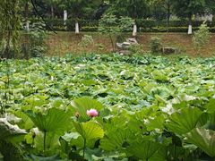-洋湖国家湿地公园