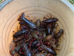 -同銮特种养殖场·龙虾垂钓