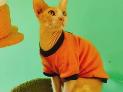 -猫在这儿猫咪咖啡馆·撸猫馆