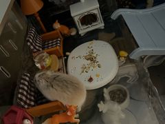 -瑞派名望24h动物医院异宠专科·猫专科·骨科·重症监护分院