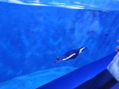 -多彩贵州城极地海洋世界