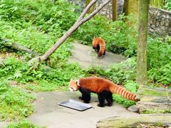-都江堰中华大熊猫苑