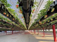 -建德果蔬乐园绪塘草莓基地