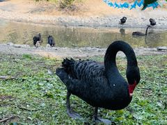 -长白岛森林公园