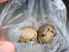 -金盆阿嬷香菇茶叶蛋(玄光店)