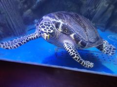 -太平洋海底世界