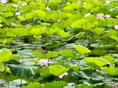-荔湾湖公园