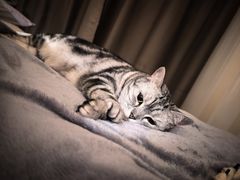 -瑞派宠物医院·犬猫全科·猫友好(宾水西道店)