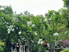 -铁山坪森林公园