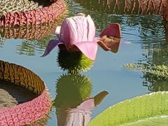 -国家植物园南园