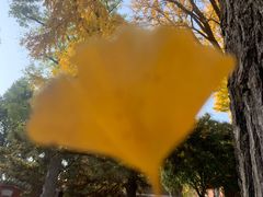 -泰山风景名胜区-普照寺