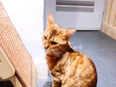 -Heymao猫咖.咖啡厅(东门店)
