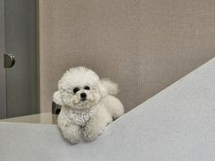 -瑞鹏宠物医院·骨科·猫科·内科(第一中心)