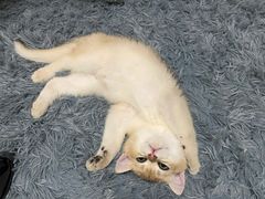 -Bastet sally猫舍购宠(静安店)