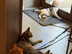 -Again Coffee Roaster(香蜜湖店)