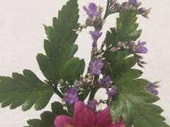 -华安国际大酒店-餐厅