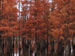 -白鹭湾湿地公园