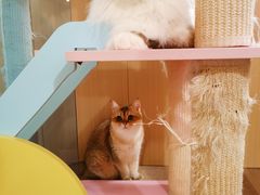 -MOCHA明星猫咖(田子坊店)