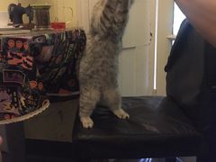 -猫色咖啡·猫咖