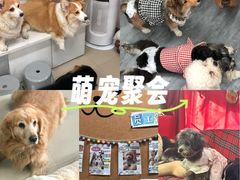-汪说·狗咖·拼豆·宠物周边DIY(旺城大厦店)