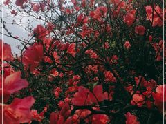 -木兰云雾山
