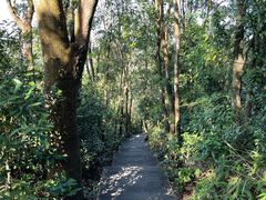 -深圳仙湖植物园