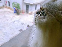 -more than meow吴止猫主题餐厅(承德 中船汇店)