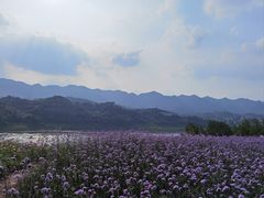 -金海湾滨江公园