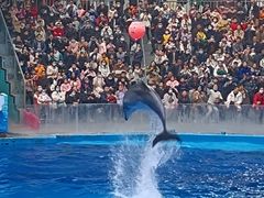 -海合安成都极地海洋公园