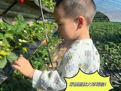 -大自然农场蔬菜草莓采摘园