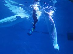 -芜湖新华联大白鲸海洋公园