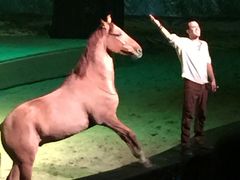-cavalia·舞马