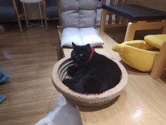 -滚猫咖啡·猫咖·猫友好撸猫(未来城店)