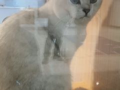 -爪爪喵星球·猫舍(前海卓越店)