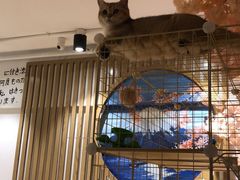 -南京Hallo宠物乐园·哈罗犬舍·柴犬繁育基地