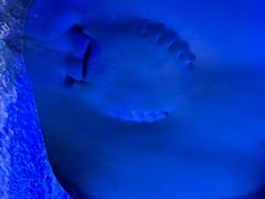 -上海海洋水族馆