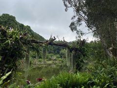-深圳仙湖植物园